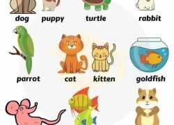 美国超火爆的7ESL图解20个英语海报+视频！词汇、句子、语法全搞定！百度网盘下载