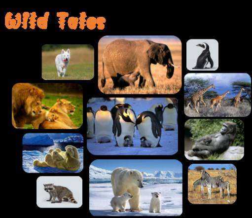 BBC 少儿动物世界《Wild Tales》全1-4季 英文版 英文字幕 MP4视频  百度网盘下载