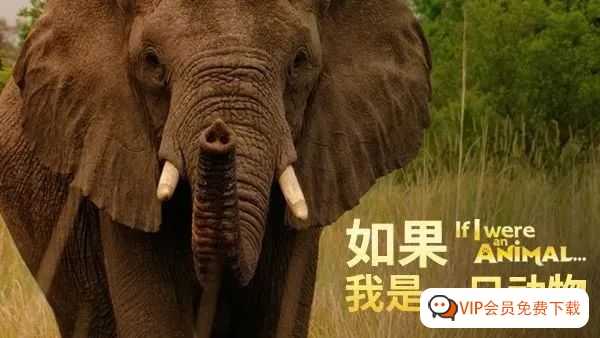 趣看世界｜如果你是一只动物，你想做什么呢？（英文纪录片）