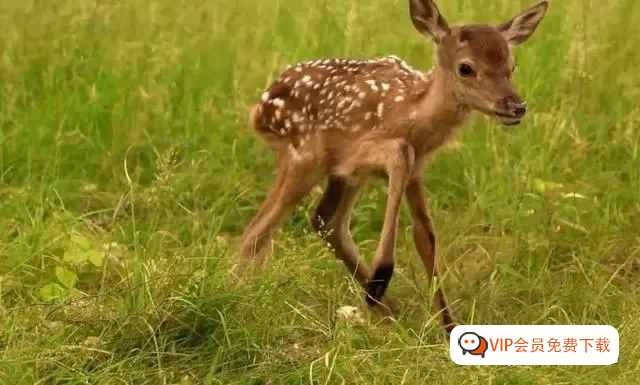 《如果我是一只动物》（If I Were an Animal）如果你是一只动物，你想做什么呢？（英文纪录片）