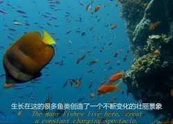 学英语纪录片下载  BBC纪录片 《海底世界》【4集 英语 中文字幕 1080P 2.6G MP4】百度网盘下载