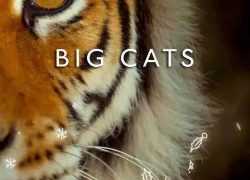 BBC经典纪录片 大猫：终极猎食者【3集 英语 中英字幕 1080P 3.3G MP4】学英语增长知识必备 百度网盘下载