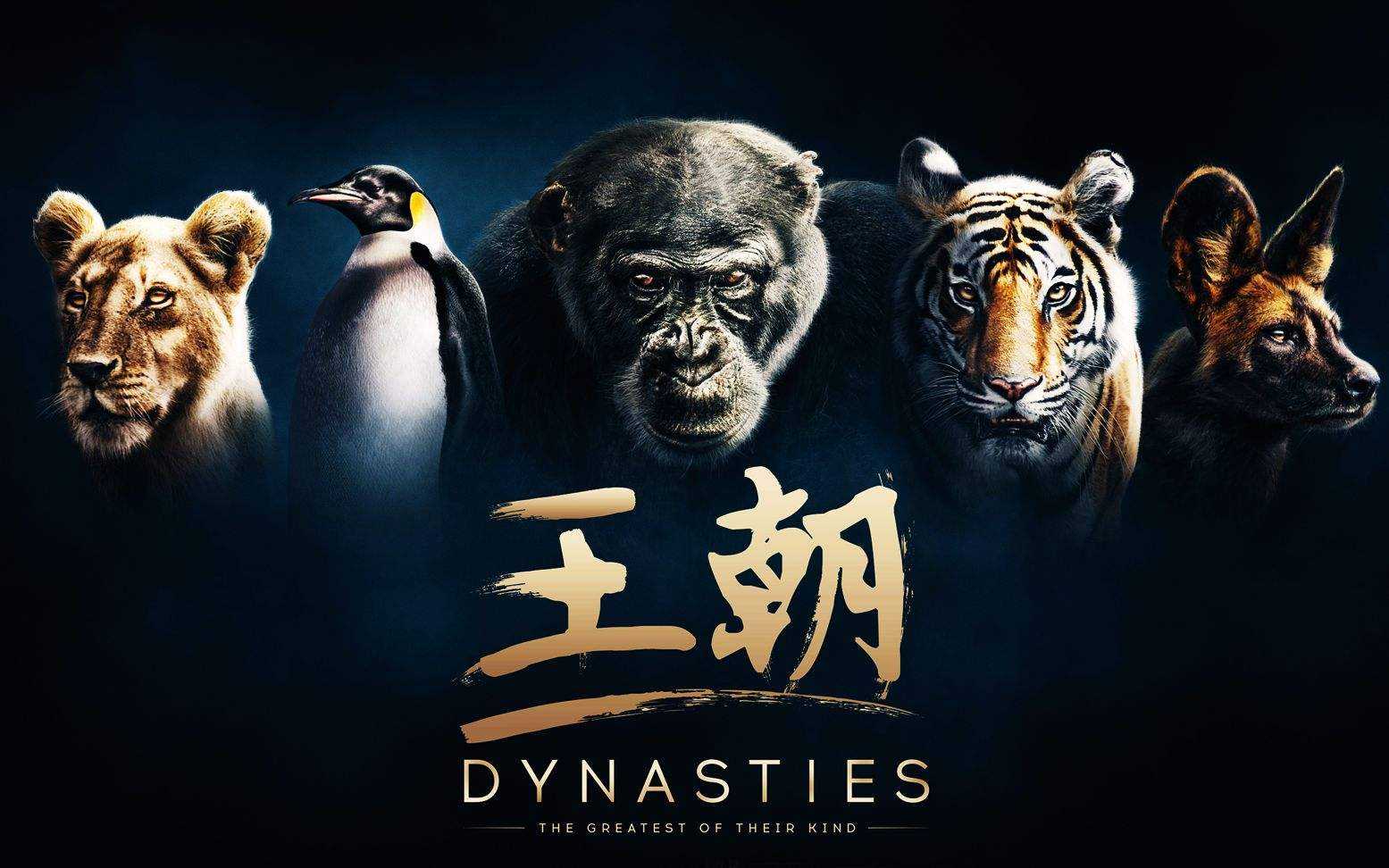 （看纪录片学英语）豆瓣9.6高分 BBC纪录片《王朝》第一季 全5集 1080P 5.5G MP4（了解自然知识学习英语的纪录片百度网盘下载）